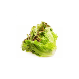 Lechuga Francesa